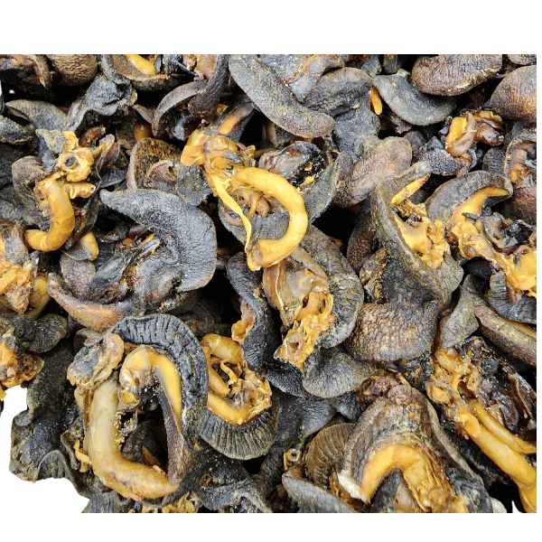 Dried Snails (Large) - 10 Pieces